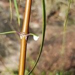 Ischnolepis graminifolia Otro
