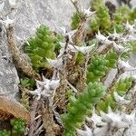 Sedum acre Ліст