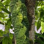 Ficus villosa Leaf