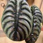 Alocasia cuprea Blatt