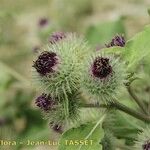 Arctium × nothum Plante entière