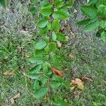 Cotoneaster acutifolius Leaf