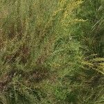 Artemisia dracunculus Habit