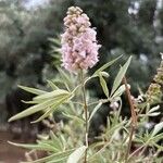 Vitex agnus-castusFlower