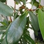 Ficus cyathistipula 葉