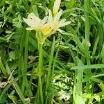 Nothoscordum bivalve Flor