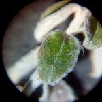 Plecostachys serpyllifolia Leaf