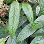 Cotoneaster salicifolius Leaf