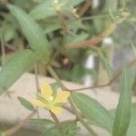 Ludwigia hyssopifolia Кора