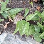 Smilax bona-nox Leaf