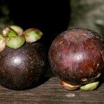 Garcinia mangostana 果實