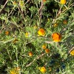 Cladanthus arabicus Hoja