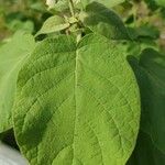 Solanum abutiloides Leaf