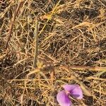 Vigna frutescens Frucht