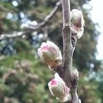 Prunus amygdalus Blomst