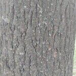 Fraxinus pennsylvanica Bark