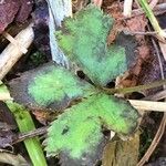 Sanicula canadensis Feuille