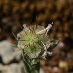 Scabiosa stellata Φρούτο