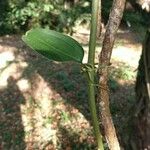 Smilax china Blatt