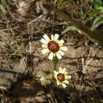 Tolpis barbata Blüte