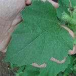 Xanthium orientale Leaf