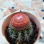 Melocactus intortus Flower