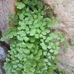 Adiantum capillus-veneris Hoja