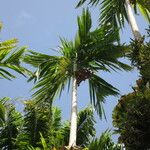 Areca catechu Habit