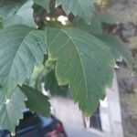 Acer cissifolium Folha