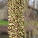 Alnus serrulata Fleur