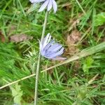 Cichorium endiviaFlor