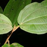 Miconia bubalina Leaf