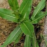 Cirsium monspessulanum पत्ता