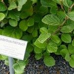 Fothergilla gardenii Folla