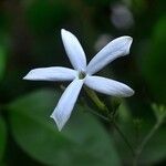 Jasminum azoricum Цвят