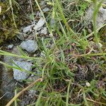 Silene saxifraga Hábitos