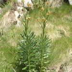 Lilium pyrenaicum Hàbitat