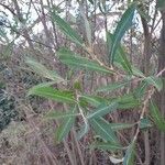 Salix atrocinerea Leaf