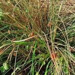 Juncus conglomeratus Habit