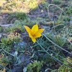 Tulipa sylvestris Květ