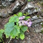 Pericallis steetzii Cvet