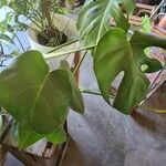 Monstera minima Folha