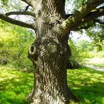 Quercus robur Ekosanga
