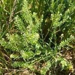 Lepidium campestre ᱛᱟᱦᱮᱸ