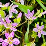 Claytonia virginica Flower