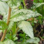 Pulmonaria affinis Likasa