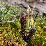 Castilleja paramensis Habit