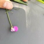 Lathyrus hirsutus 花