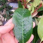 Photinia serratifolia Folha