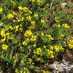 Cytisus decumbens Hábito